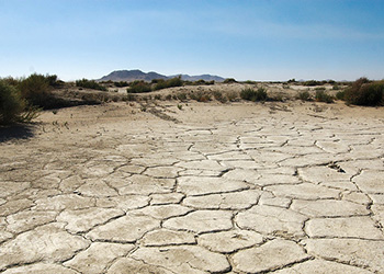 A brown, dry, cracked mud surface of a dry lakebed surrounded by desert shrubs
